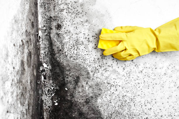 Best Mold Removal Near Me  in Muskegon Heights, MI