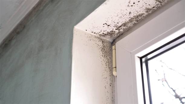 Best Toxic Mold Removal  in Muskegon Heights, MI