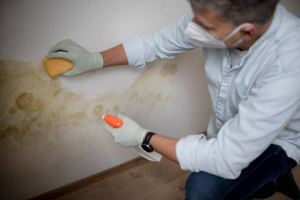 Best Mold Removal Specialists  in Muskegon Heights, MI