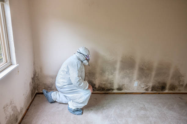 Attic Mold Removal in Muskegon Heights, MI