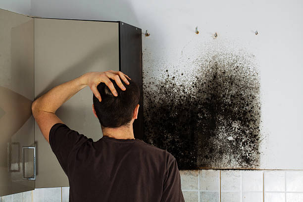 Best Mold Damage Repair  in Muskegon Heights, MI